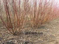 红瑞木小苗价格 床苗 苗圃苗最新报价已更新