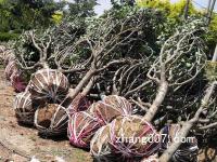 樱花树苗木基地种植的小苗目前什么行情