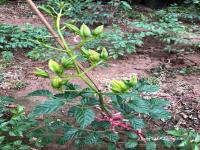 【凌霄花】凌霄种植多久开花