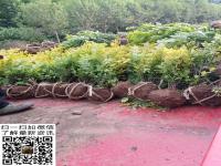 50公分高度金叶女贞几月份种植合适密度多少合适