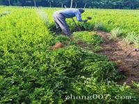 小叶黄杨使用什么样的规格种植成独杆小叶黄杨树