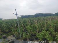 藤本月季哪个品种是最好的_种植基地产地