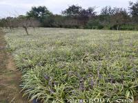 金边麦冬草可以种植在红枫树下面吗